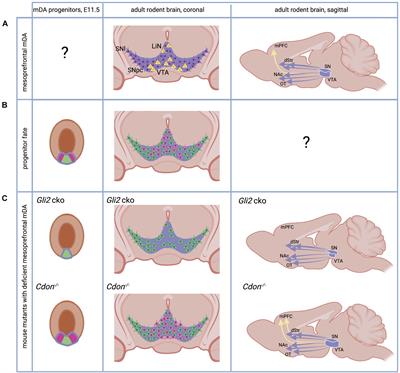 The Development of the Mesoprefrontal Dopaminergic System in Health and Disease